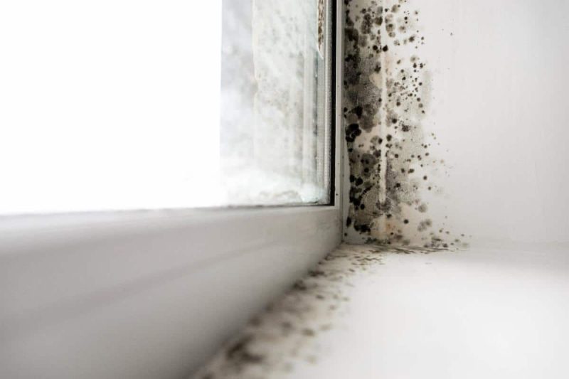 Mold Mold